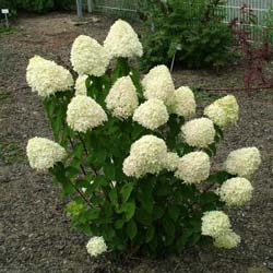 Hortnsia de panculas 'Limelight'